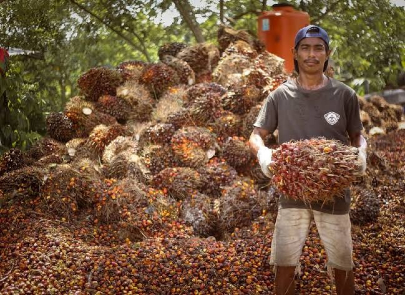 Harga TBS Sawit Turun di Setiap Kelompok Umur