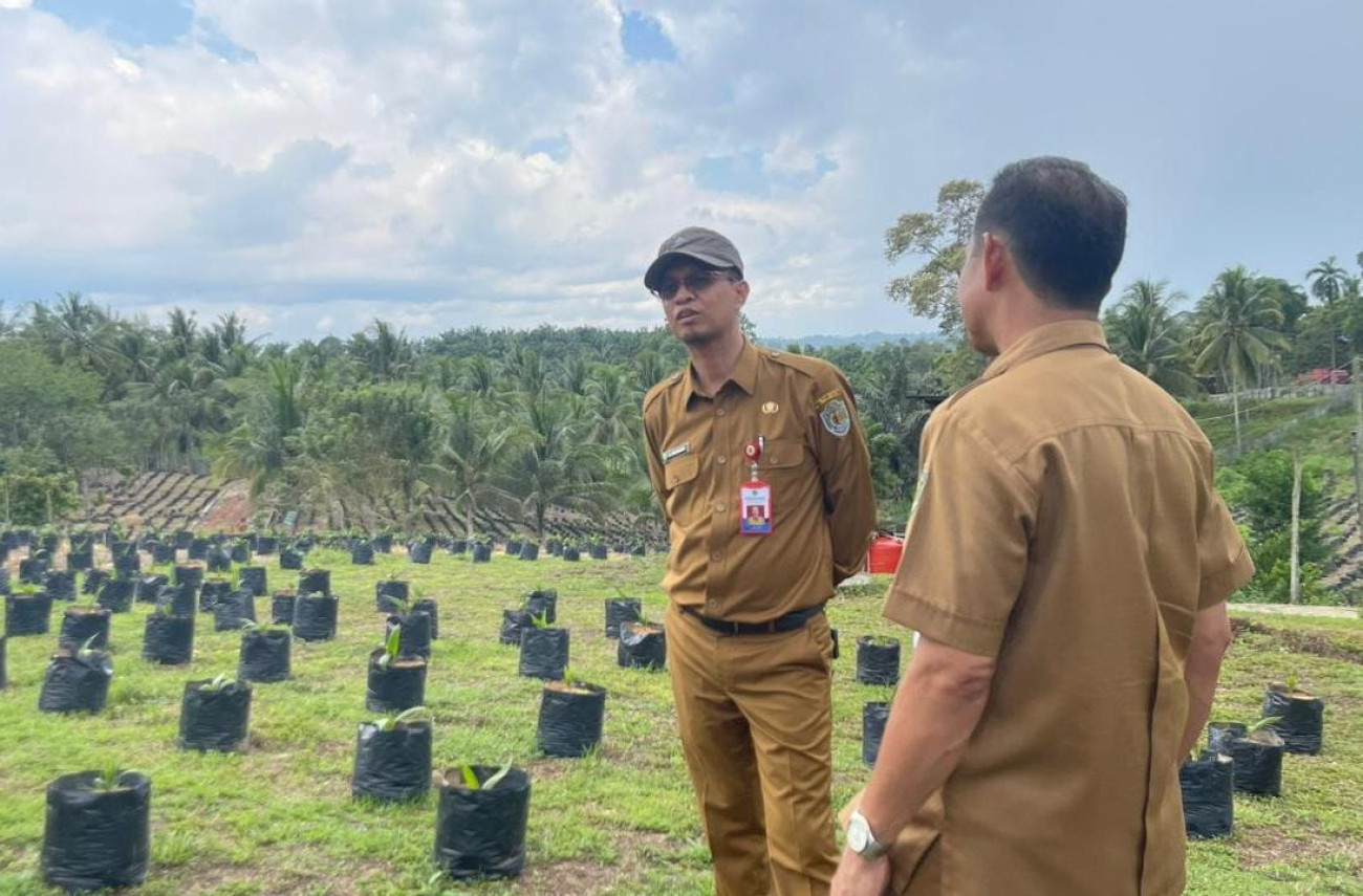 Dorong Produktifitas Perkebunan Rakyat, Disbun Siapkan 50 Ribu Benih Unggul