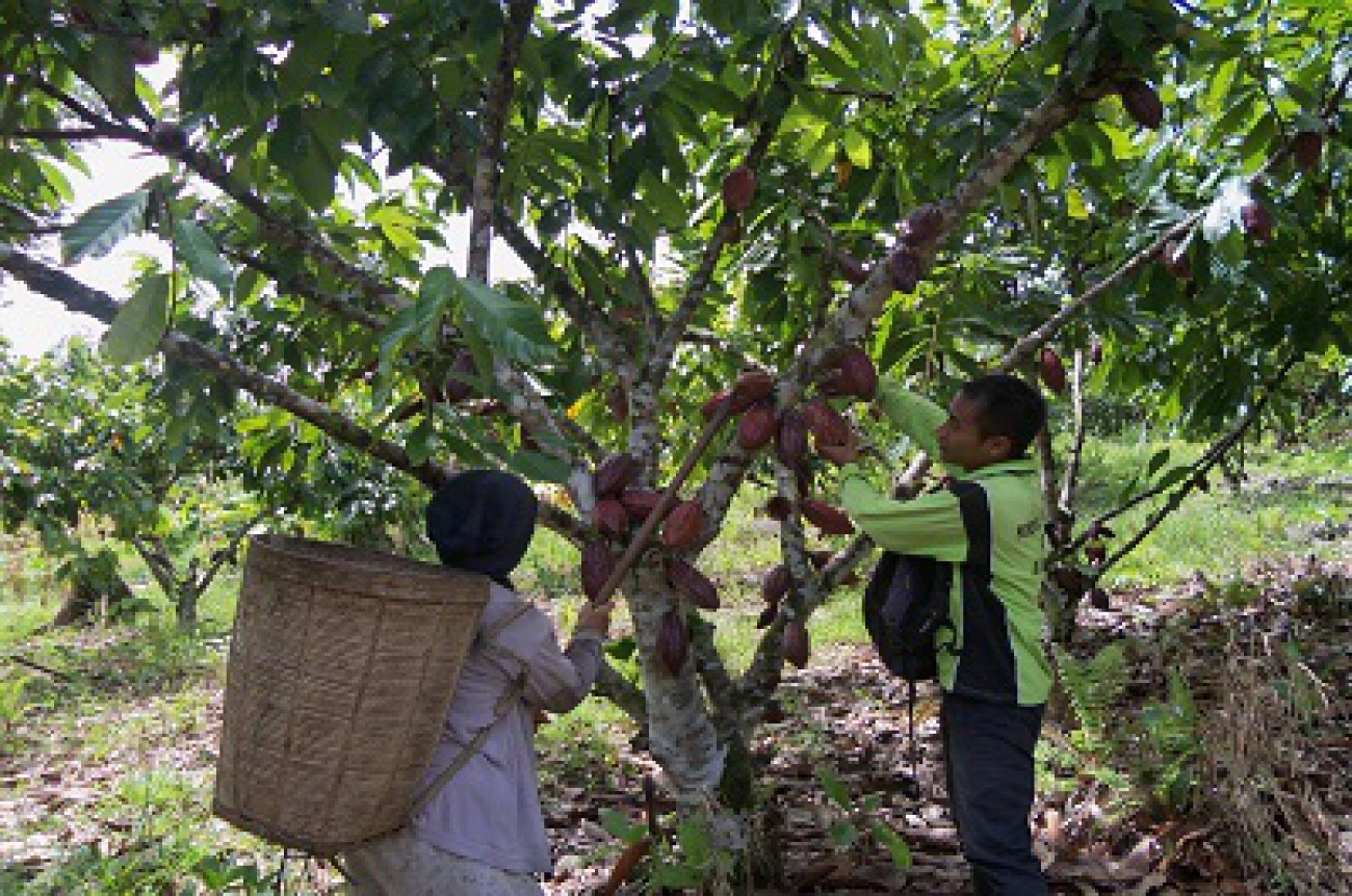 Genjot Produksi Kakao Kaltim