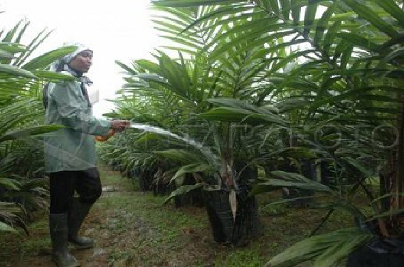 Tiap Kecamatan Harus Ada Plasma