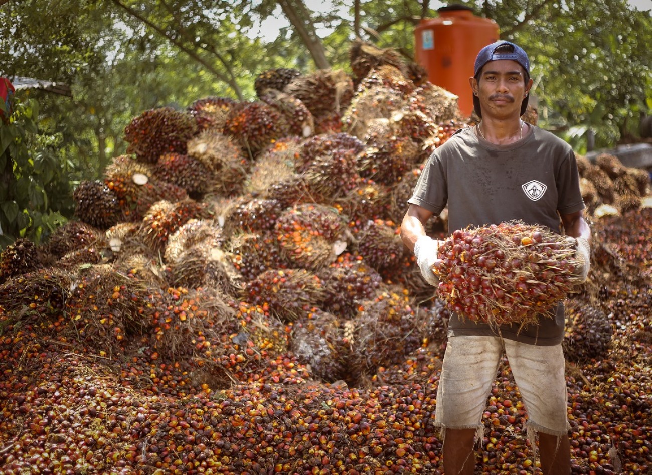 Harga TBS Sawit Kaltim Naik Jadi Rp2.049,53 Per Kg