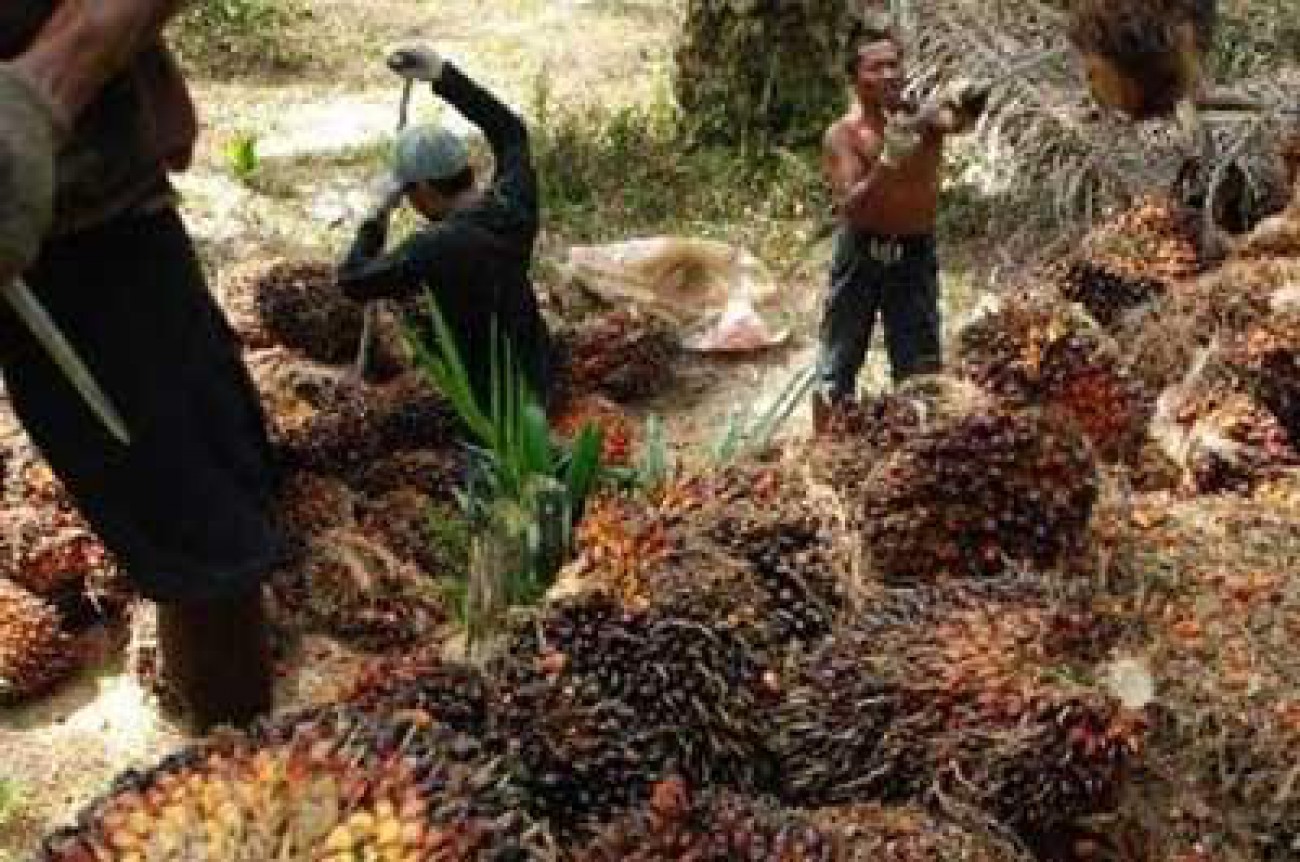 Sawit Banyak Serap Tenaga Kerja Lokal