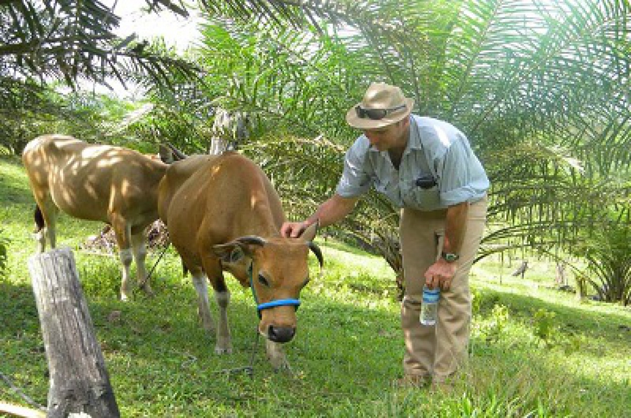 Integrasikan Sapi dengan Kelapa Sawit