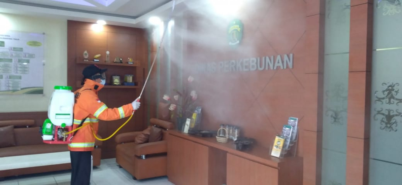 Disbun Kembali Lakukan Penyemprotan Cairan Disinfektan