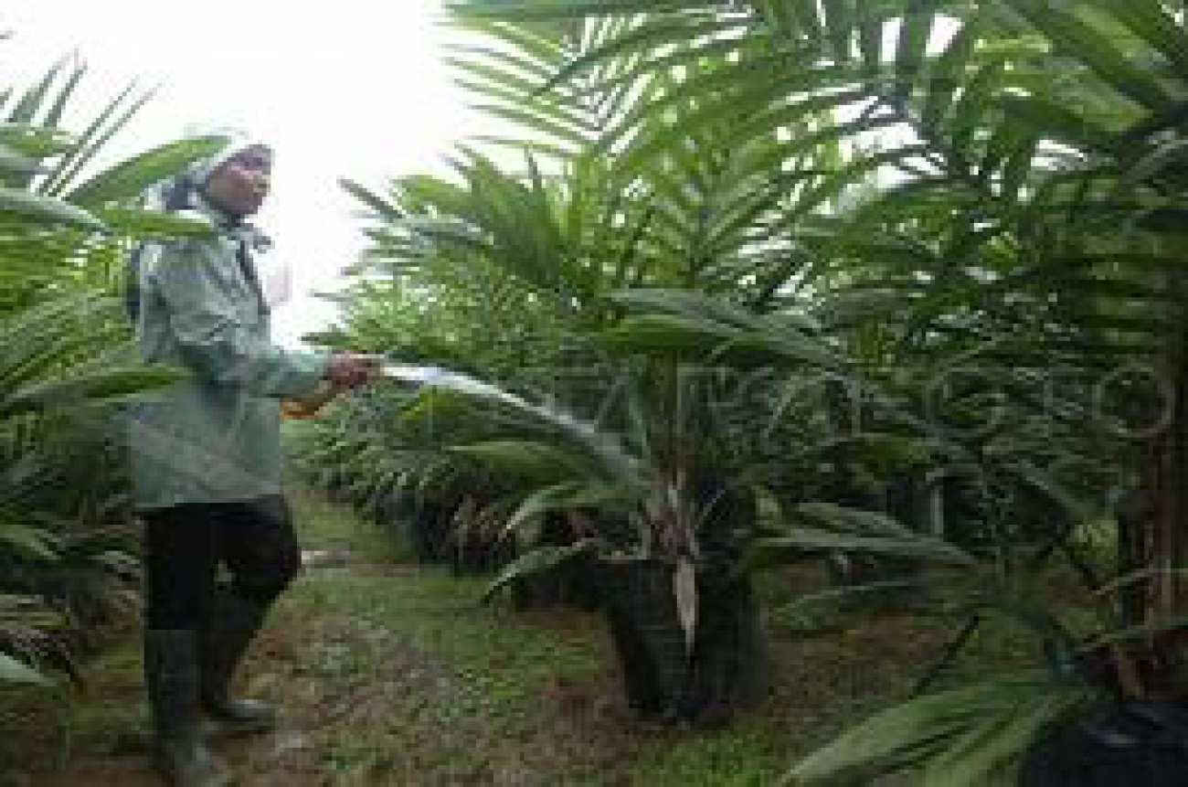 Tidak Bangun Kebun Plasma, Izin Dicabut