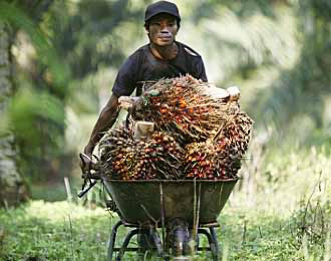 Kebun Plasma Jangan Dijual