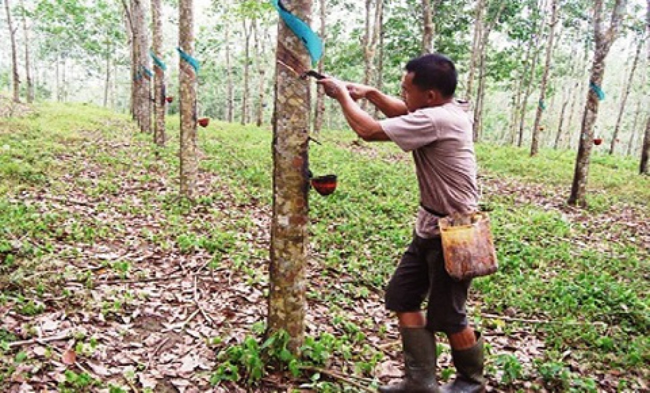 Disbun Dorong Pembentukan UPPB