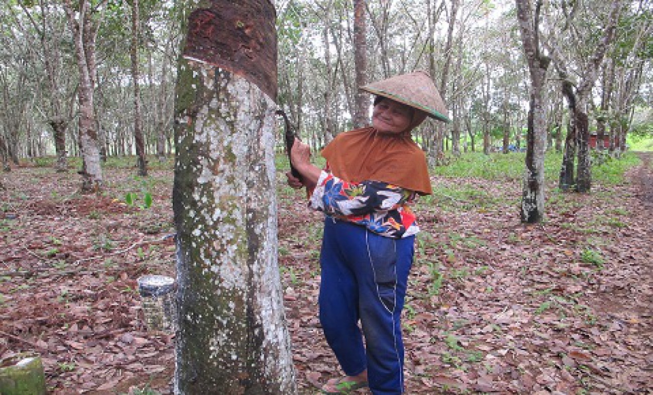 Disbun Upayakan Dongkrak Harga Karet