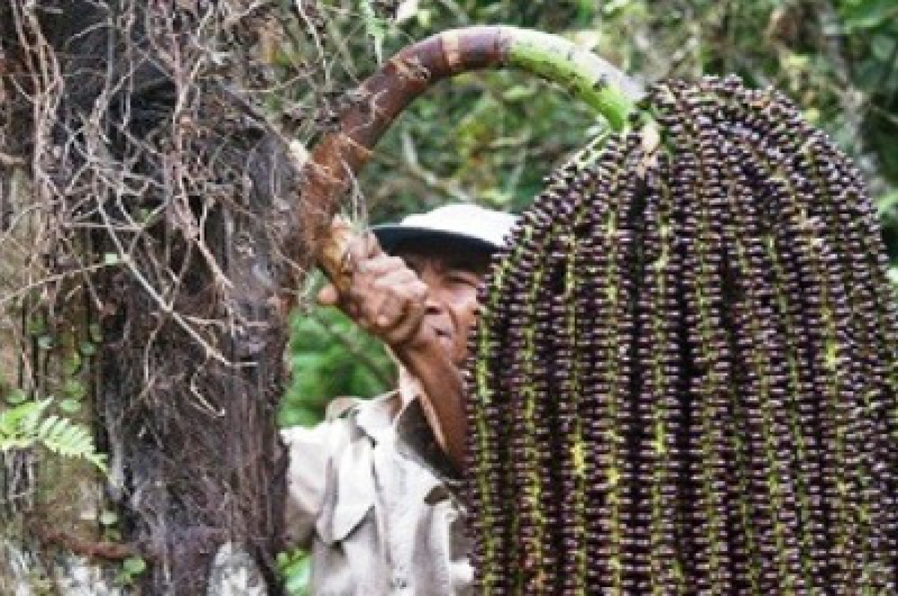 Melihat Pembuat Buah Kolang Kaling di Bulan Ramadhan