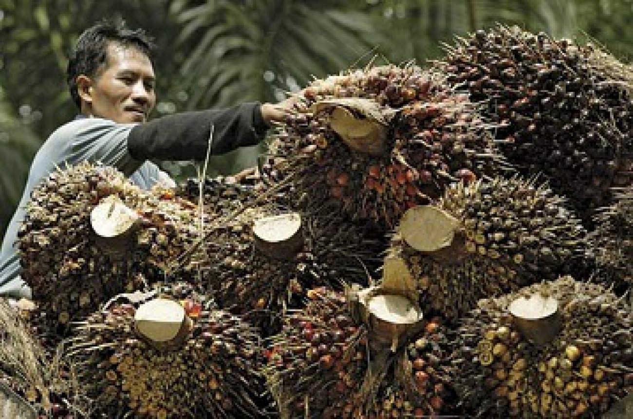 Sosialisasikan Legalitas Kebun Masyarakat