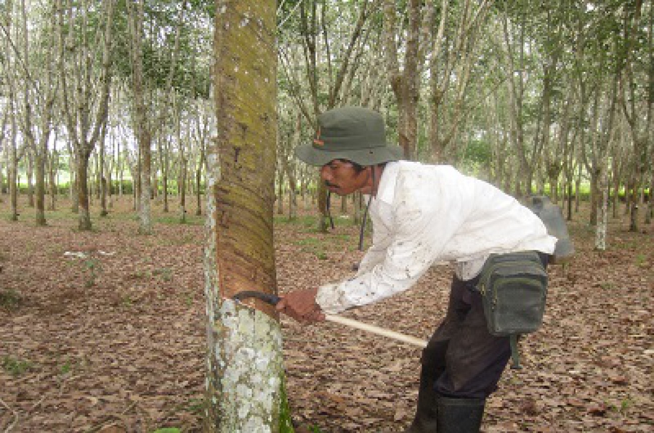 Petani Karet Kutai Barat Dapat Subsidi