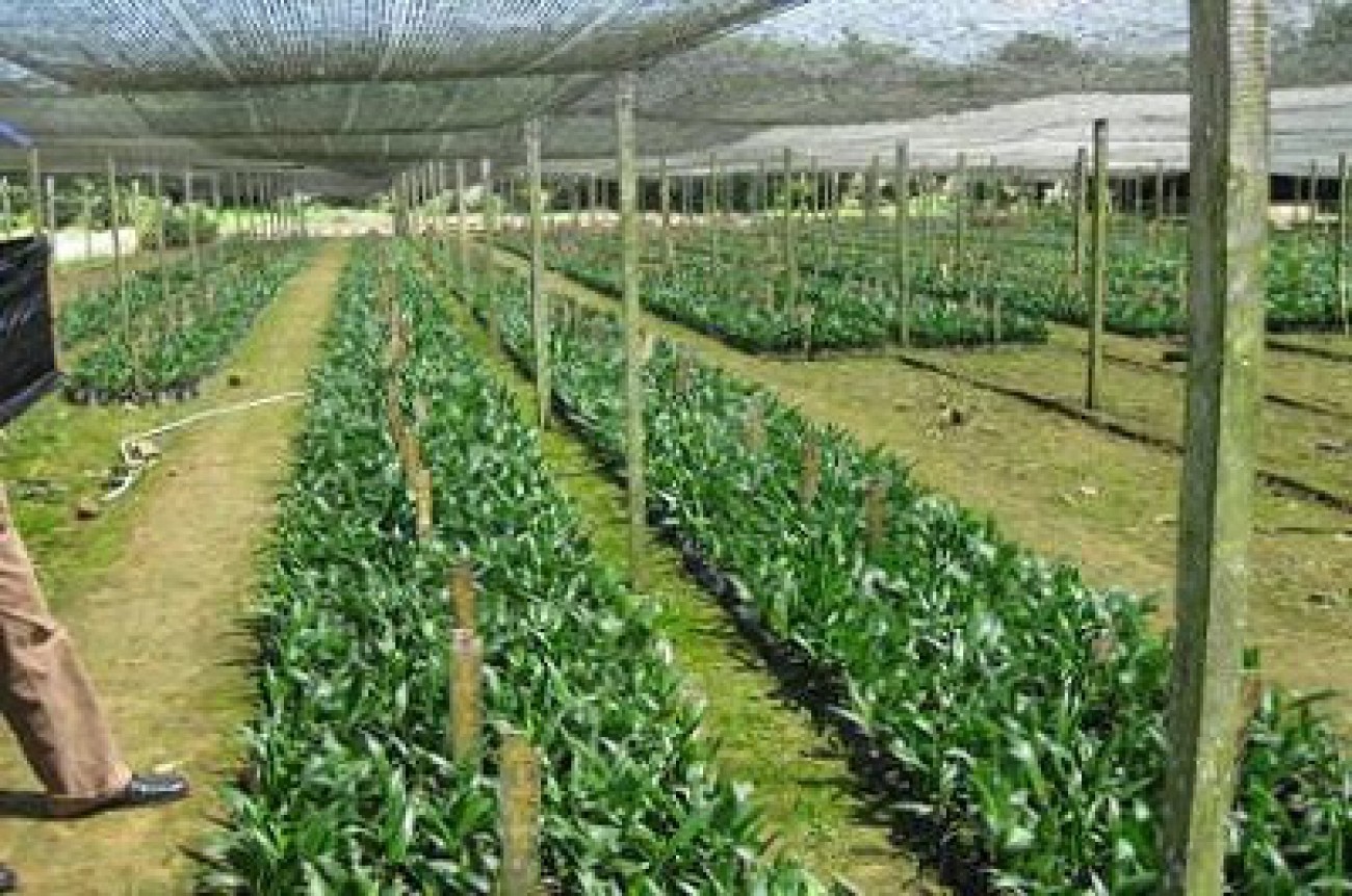 Salah Pilih Benih Rugikan Petani Pekebun