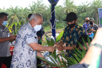 Gubernur Serahkan Bantuan Bibit Sawit Rakyat