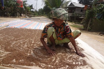 Nilai Tukar Petani Perkebunan Pebruari Capai 108,86 Persen