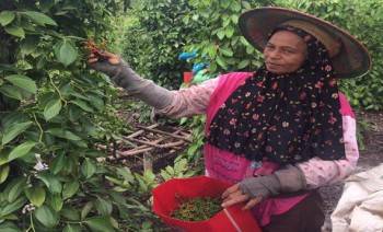 Nilai Tukar Petani Perkebunan Rakyat Turun