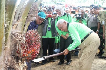 50 Persen Sawit di Kaltim Belum Produktif