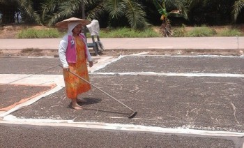 Nilai Tukar Petani Pekebun Kaltim Naik