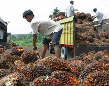 Pemerintah Benahi Hambatan Dalam Industri Sawit