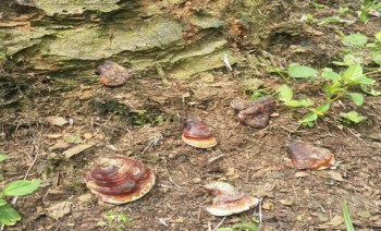 Identifikasi Serangan Penyakit Ganoderma sp Pada Tanaman Kelapa Sawit