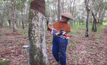 Disbun Bantu Peralatan Pasca Panen Karet