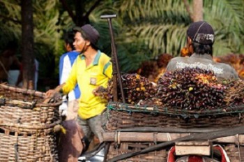 Disbun Gelar Mediasi Sengketa Harga TBS Hari Ini